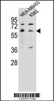 HTR3A Antibody (N-term)