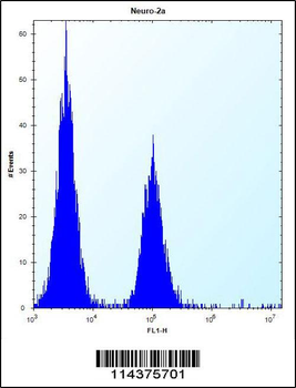 hGCN5 Antibody (C-term)