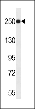 JARID1A Antibody (C-term)