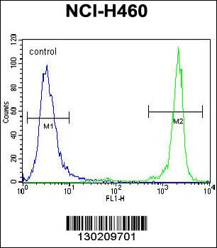 GDF15 Antibody (N-term)