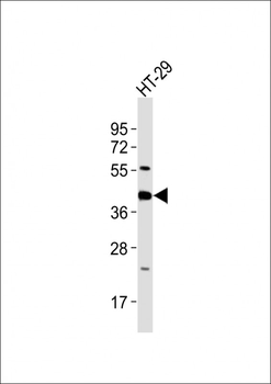 GNAI3 Antibody