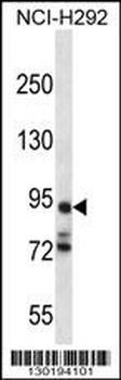 PCDHA7 Antibody (Center)