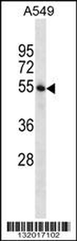 STAMBP Antibody (C-term)