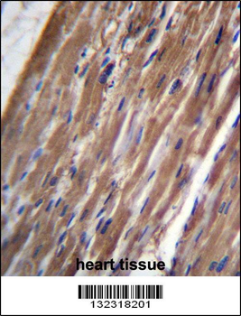 FBLIM1 Antibody (C-term)