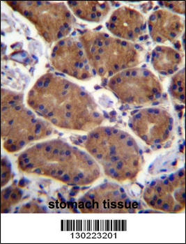 ASPH Antibody (Center)