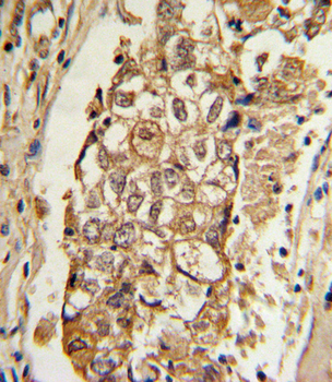 MCL1 Antibody (BH3 Domain Specific)