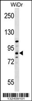 HOOK1 Antibody (Center)
