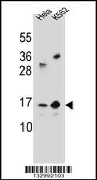 YE016 Antibody (Center)