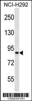 ANKS1B Antibody (Center)