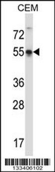 POU3F3 Antibody (Center)