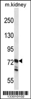 RGL1 Antibody (Center)