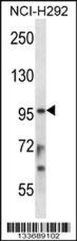 STAT4 Antibody (C-term)