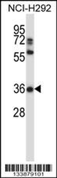 NAPSA Antibody (C-term)
