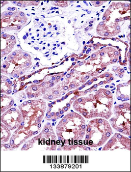 NAPSA Antibody (C-term)