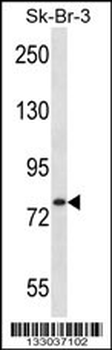 ARHGAP24 Antibody (C-term)