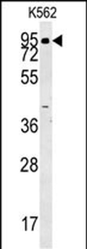 ABP1 Antibody (N-term)