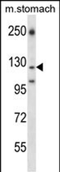 LAMC2 Antibody (Center)