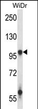 GRIA3 Antibody (N-term)