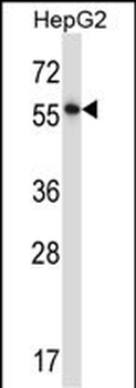 NFIA Antibody (C-term)