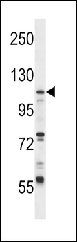 UBA7 Antibody (N-term)