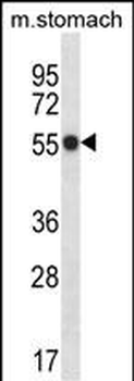Mouse Phkg1 Antibody (C-term)