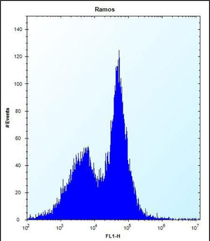Mouse Phkg1 Antibody (C-term)