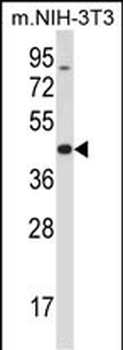 Mouse Trib3 Antibody (C-term)