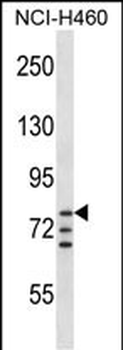 ARNT Antibody (Center V528)