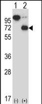 ARIH2 Antibody (C-term)