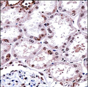 FOXD1 Antibody (N-term)