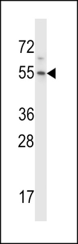 HM13 Antibody (C-term)