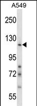 NID1 Antibody (N-term)
