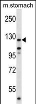 Mouse Ptk2 Antibody (Center)