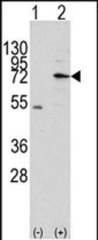 MIPEP Antibody (N-term)
