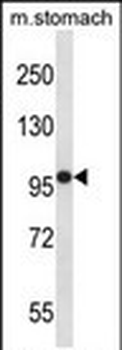 Mouse Fer Antibody (C-term)