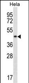 DNAJA3 Antibody (N-term)