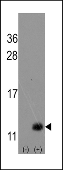 URM1 Antibody (N-term)