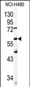 SIGLEC6 Antibody (N-term)