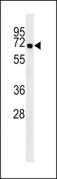 ATG16L Antibody
