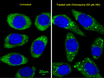 ATG16L Antibody