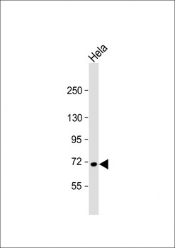 USP2 Antibody (C-term L523)