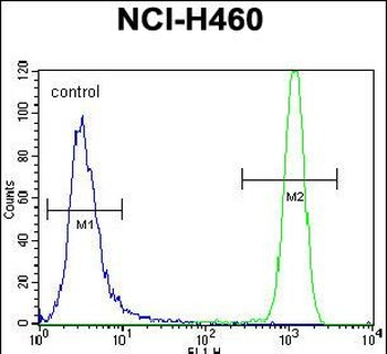 USP6 Antibody (C-term)