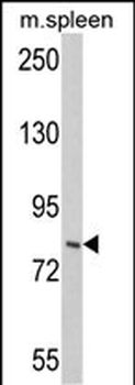 HGS Antibody (N-term)