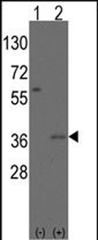 Msx2 Antibody (N-term)