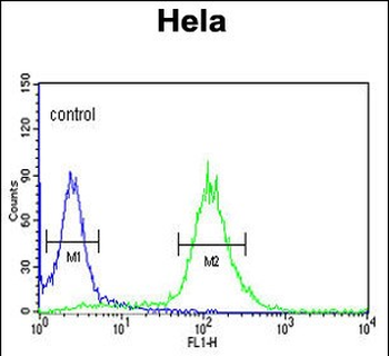 RFC5 Antibody (Center R185)