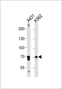 PTGS1 Antibody (C-term)