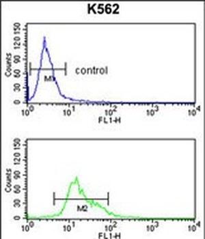 TRIP13 Antibody (N-term)