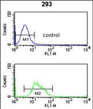 RFC3 Antibody (C-term)