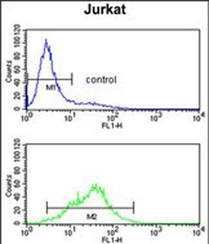 POLD1 Antibody (Center)