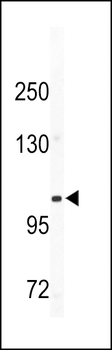 CD49e Antibody (C-term)